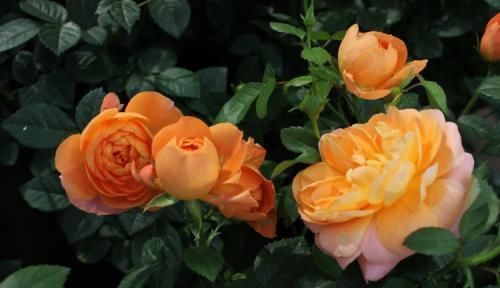 此花,比茶花漂亮,比茉莉清香,每年花开长达200天,值得拥有