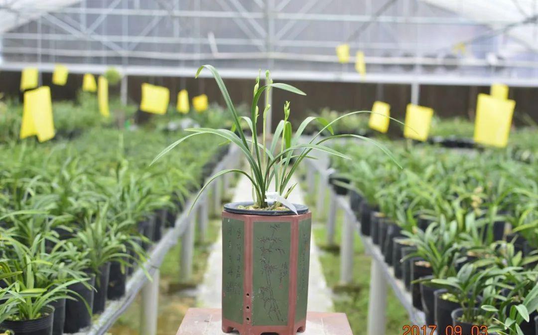 曾经天价的8种兰花，如今跌落神坛，普通人也买得起