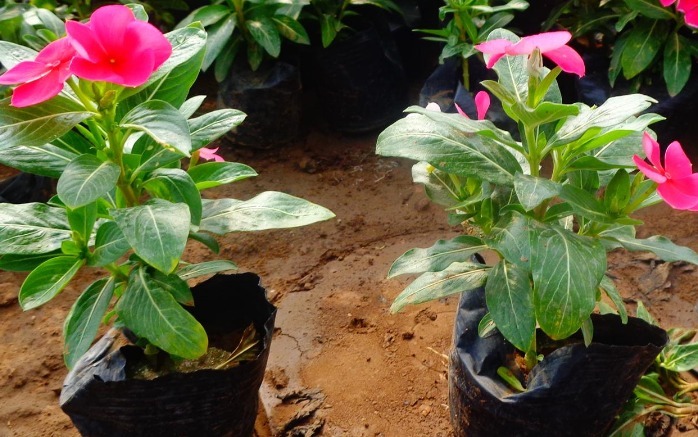 可以长达一年的花，养它再值不过了，喜欢花的朋友可以试试！