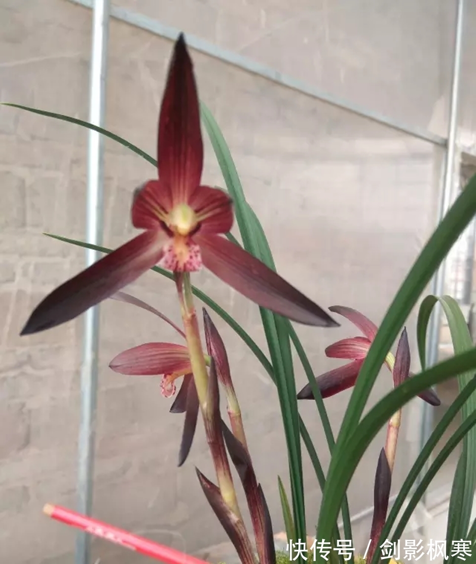 名贵兰花“娄山红”,花色艳丽,比香水好闻,开花后自带“仙气”