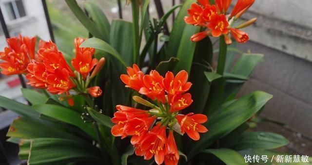 秋季|君子兰夏季“4怕”,避开就能根壮叶绿,秋季“猛”开花