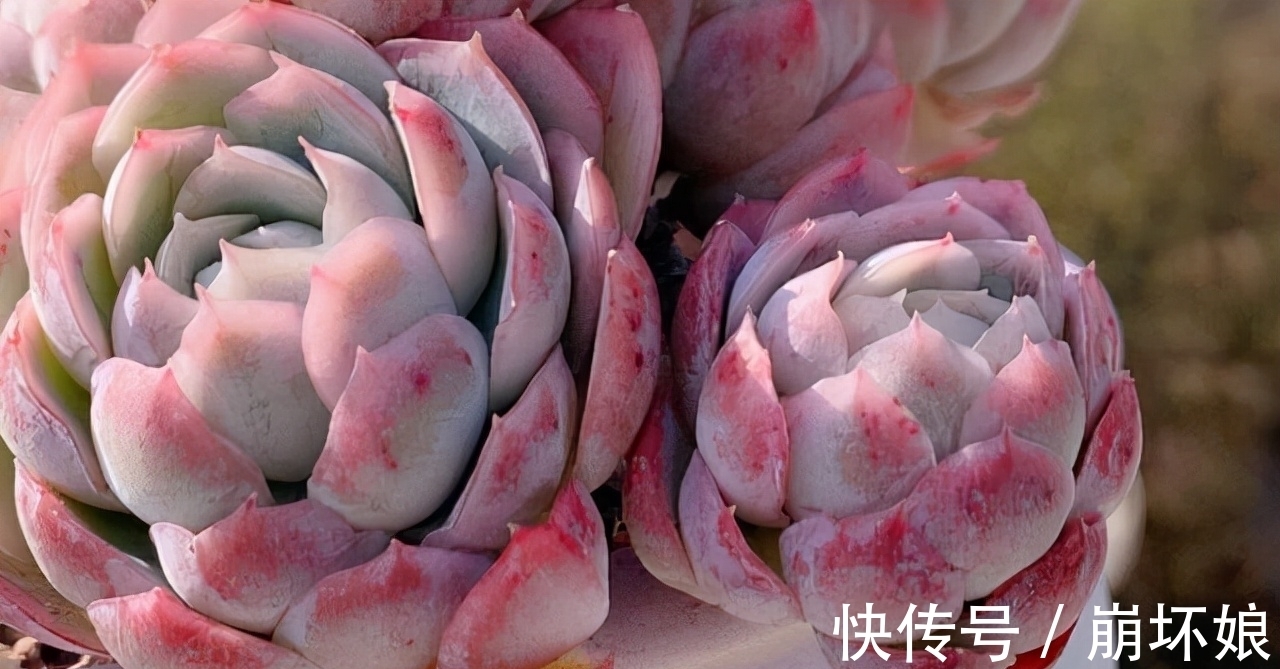 室内养多肉,这5款再漂亮也不选,上色真的是太难了