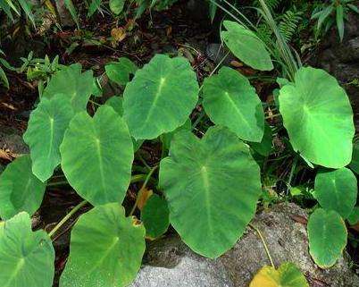 小易|立秋时节，不容错过此野菜，能解毒，消肿止痛，吃到就是捡到宝