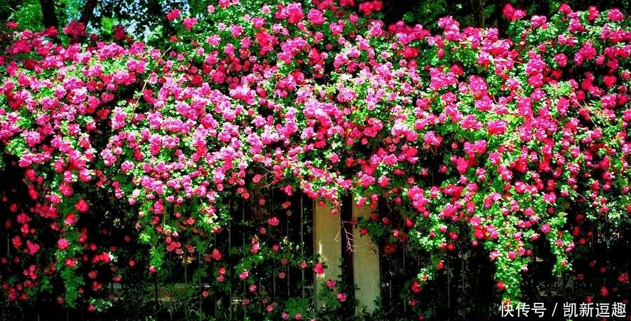 写出|唐代一位不出名的诗人,却用一首古诗,写出了最美的夏日风景