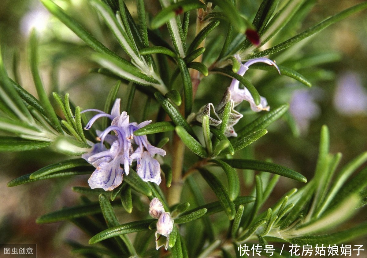 家里养一盆这种植物，不但提升“大脑能量”，还能祛食物异味