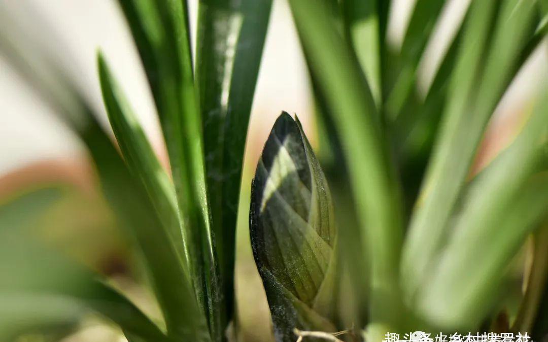 新手种植兰花，最容易犯的6大错，每一条都会影响兰花长势