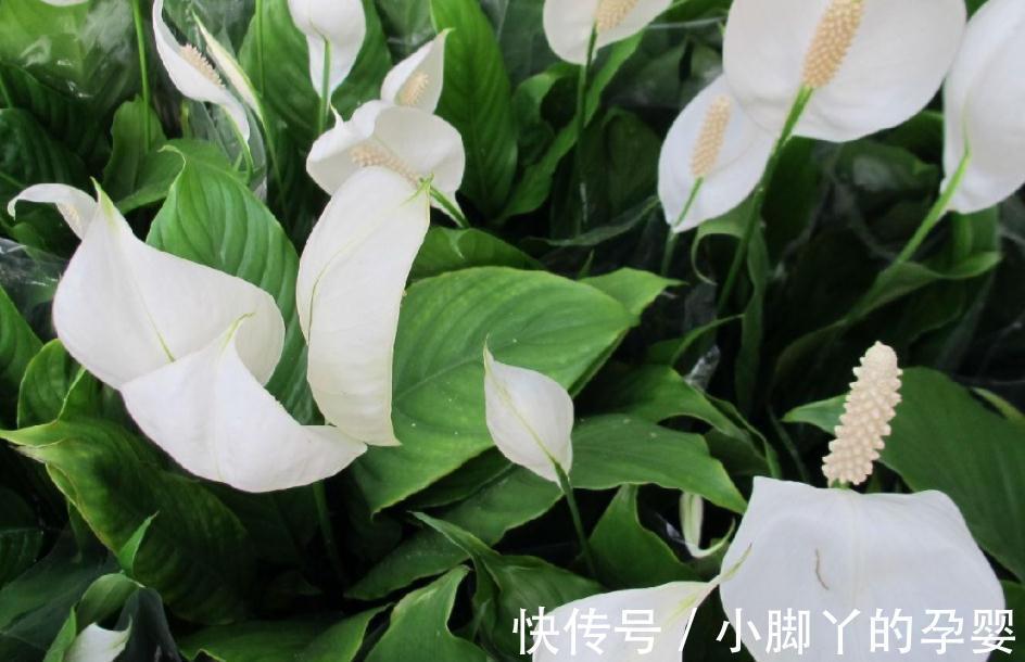 秋冬室内干燥怎么办,养这几种植物就够了