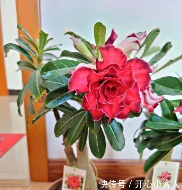 沙漠玫瑰最怕水,水一多就腐烂,颗粒土种植,平常多晒太阳