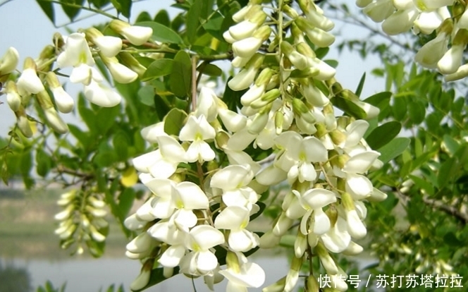 农村地里这4种野菜,吃过三种算你牛,能全部说出名字我服了!