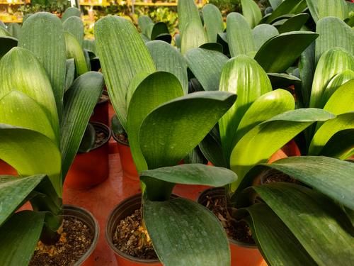 君子兰不长新叶，养护方法问题，及时补救，让君子兰恢复生机