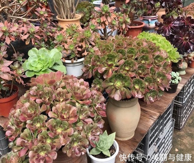 相见恨晚的“多肉爆盆法”,挑个心,切一刀,新芽多到溢出盆!