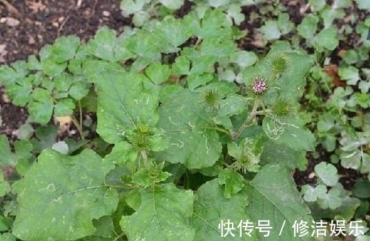 牛菜|路边一种野草,人称“牛菜”,一点不起眼却叶、根、果全是宝