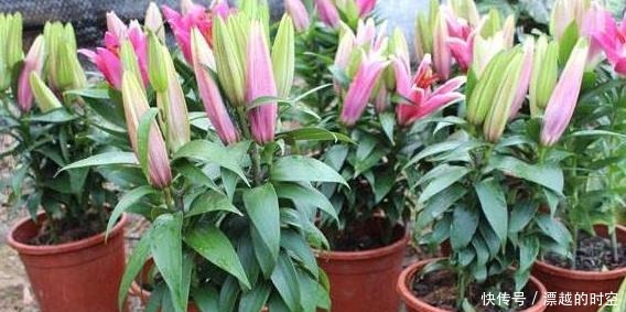 百合花 寓意百年好合 盆栽满足此3步 冬赏花 春成花海 快资讯 百合花 寓意百年好合 盆栽满足此3步 冬赏花 春成花海 快资讯