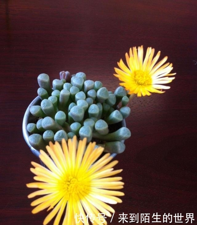 肉友|婴儿脚趾——五十铃玉,娇小萌人,不会养的肉友看过来