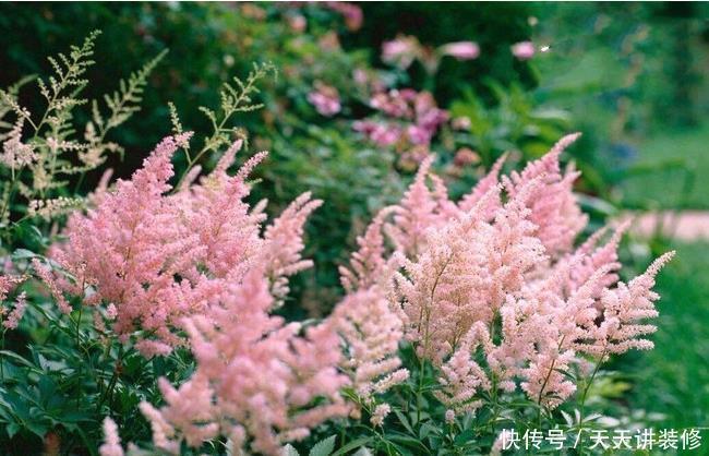 落新妇耐寒又耐阴,颜值高,气质佳,今年最流行!