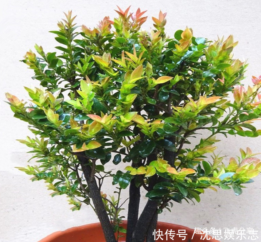 宁干|三种花家里至少要养一盆,镇宅平安吉祥花,明白的人都养它