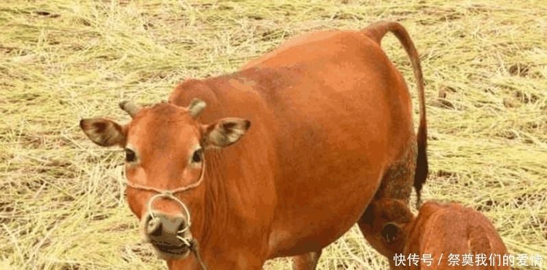 周邦彦|《水浒传》中的惊天骗局,一般人不知道,英雄们个个遭殃!