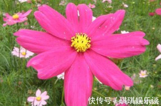 飘香|适合阳台养护的花卉，阳台开出花海，满屋子飘香，南北方都能养