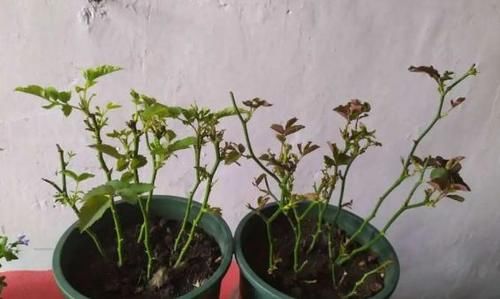 养花担心土里“藏”虫，就先学会这几招，给它们消消毒