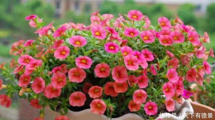 养花就养此几款,全年开花不停,花开枝繁叶茂