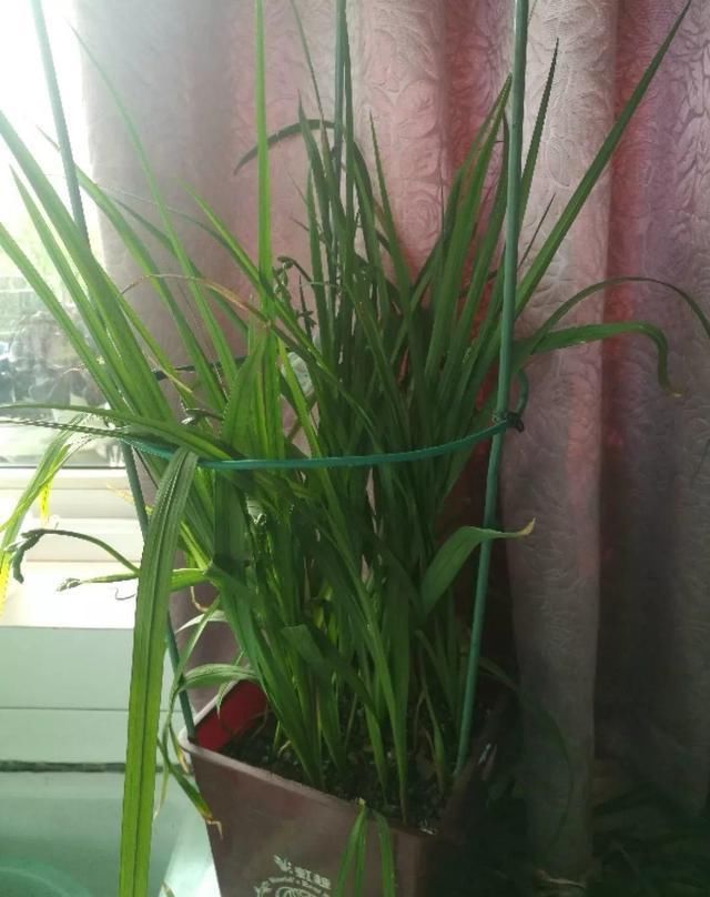 别让这花长太高，小心变成“韭菜”，再也不开花