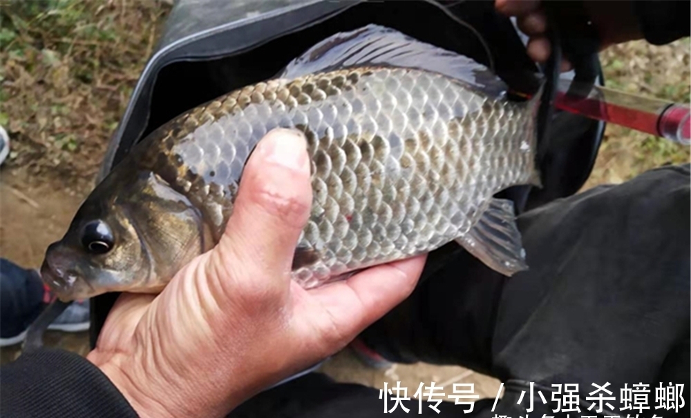 冬季鲫鱼开始扎堆,常规窝料难以奏效,用这种窝料,鱼会越钓越多