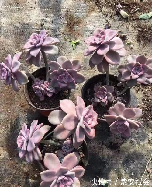 紫乐真好养,价格真便宜,零下5度冻不死,1年长成悬崖桩