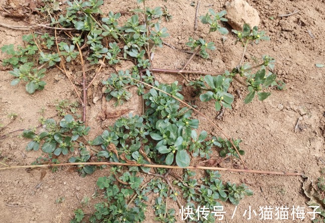 益母草|66种野菜大图片，带你见识不同的野菜和吃法，你想要的野菜这里有