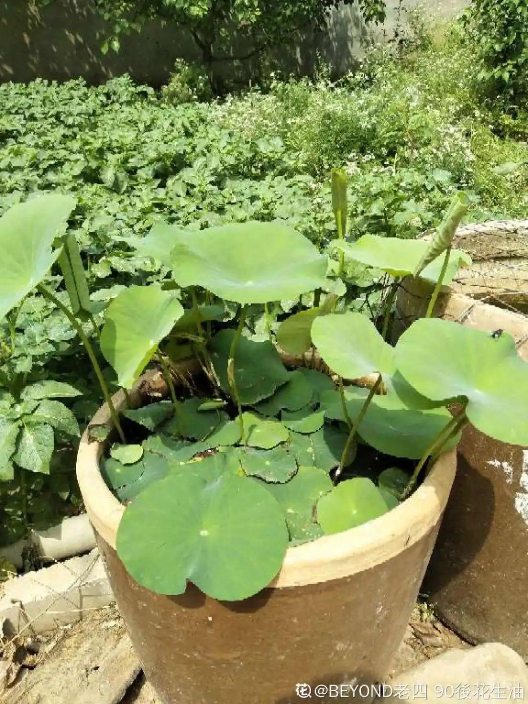 爷爷的破茶壶,全被我拿来养花,省下大笔花盆钱!