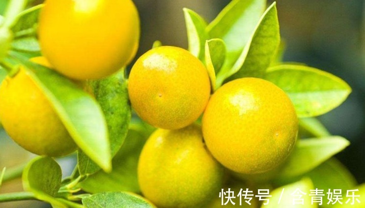 水果|此果是水果之王,连皮带肉一起吃,能防止血管破裂,早知早受益