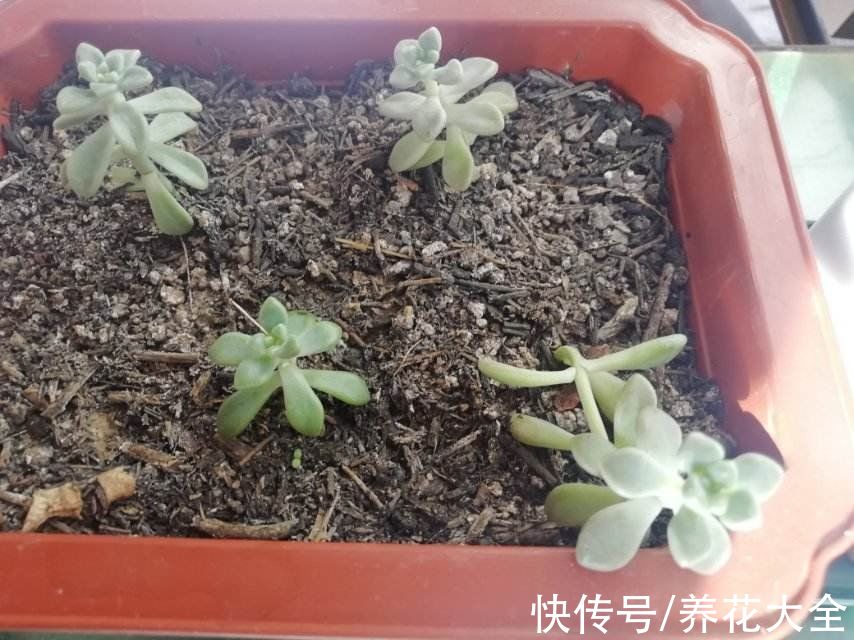 自来水|花市里看的花都挺好，买回家就养不活，到底是为啥