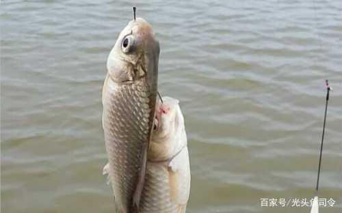 12月1日起,“一竿一线一钩成为过去钓鱼人的“春天”来了
