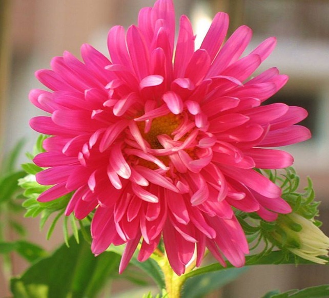 喜欢菊花就养“翠菊”吧！花开“似绒球”，好养易活，开150天