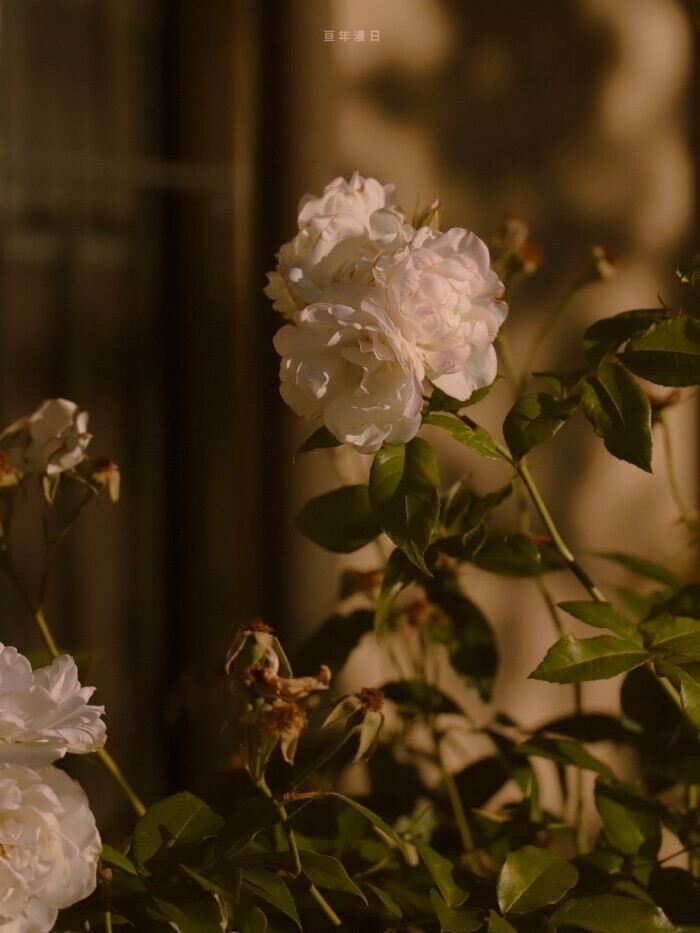 情诗|偷走诗人的情诗,诗里躺满你的名字,令人惊艳的句子和小诗送给你