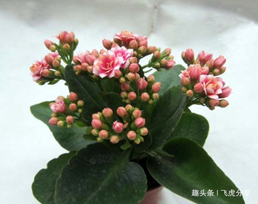 十种最适合新手养的花,怎么折腾都好养,总有一款适合你