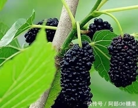 消炎杀菌|女性常吃3种蔬果,消炎杀菌、补铁补血、保护卵巢、告别妇科病