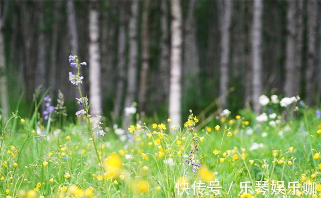 马儿|中国避暑的首选目的地，自驾爱好者的天堂，一路风景如画