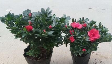 花卉|这种万能养花肥，比花肥还厉害，盆里放一点，根粗叶绿开花多！