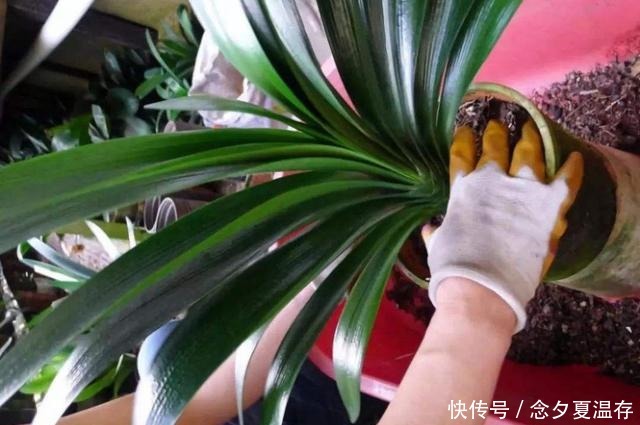 土壤|花盆出现这些“东西”，赶紧换花盆，不然活不过一个月