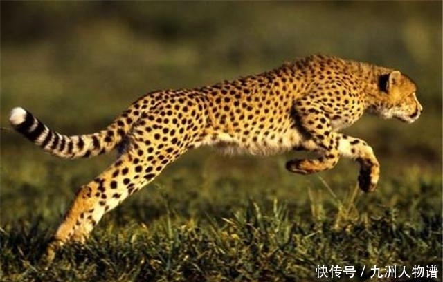 贾平凹:人生十悟,67岁,年近古稀的年纪才明白