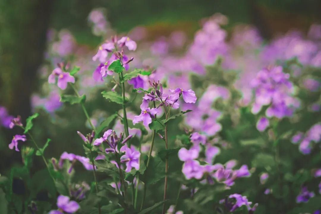 国学大师季羡林写过的花，正盛开在黄鹤楼公园