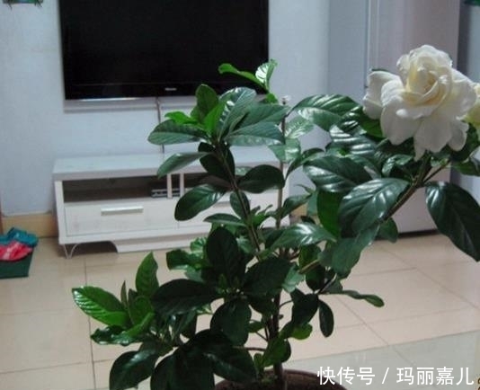 盆栽|最香的盆栽花卉,株型小巧美观,开花多,时间长,观赏效果极佳