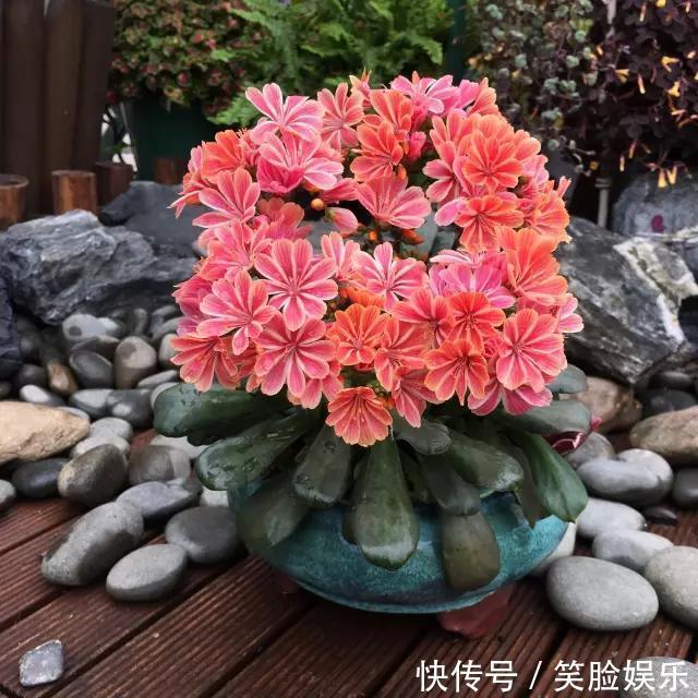 长寿花|这花像长寿花一样好养,全年不间断的开花,太美了