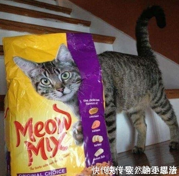 |搞笑那1刻:世上笨鸟有三种,一种是先飞的,一种是嫌累不飞的