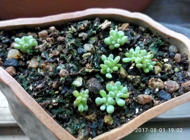 养肉三年,分享养肉经验,谈谈适合逆开挂区的多肉!