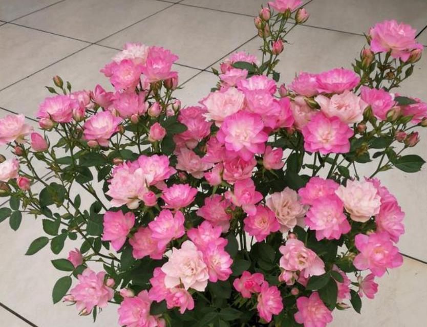 最受欢迎的“4种花”,花朵娇艳、花期长,年年开花不断