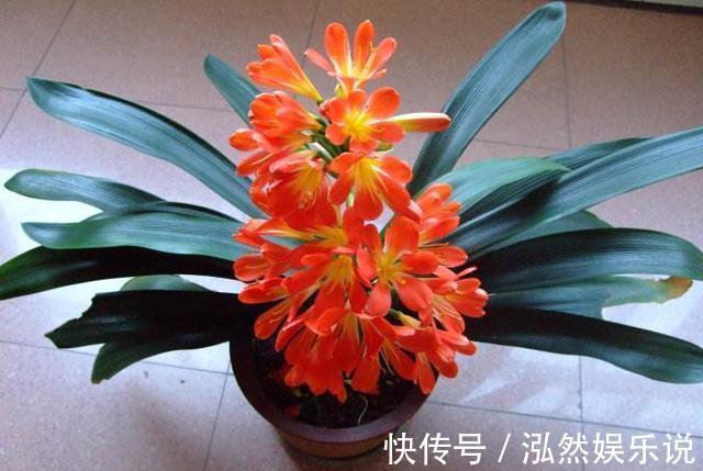 竹签|养护君子兰，学会“3个”浇水“小窍门”，满盆长满“大白根”