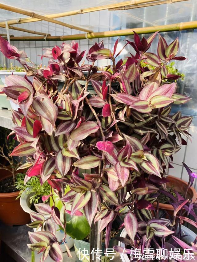 瀑布|6种花,一定要吊起来养,开花像瀑布,看着真过瘾!