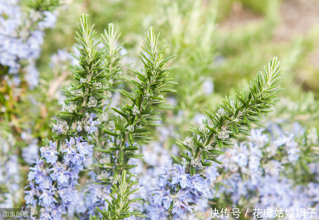 家里养一盆这种植物，不但提升“大脑能量”，还能祛食物异味