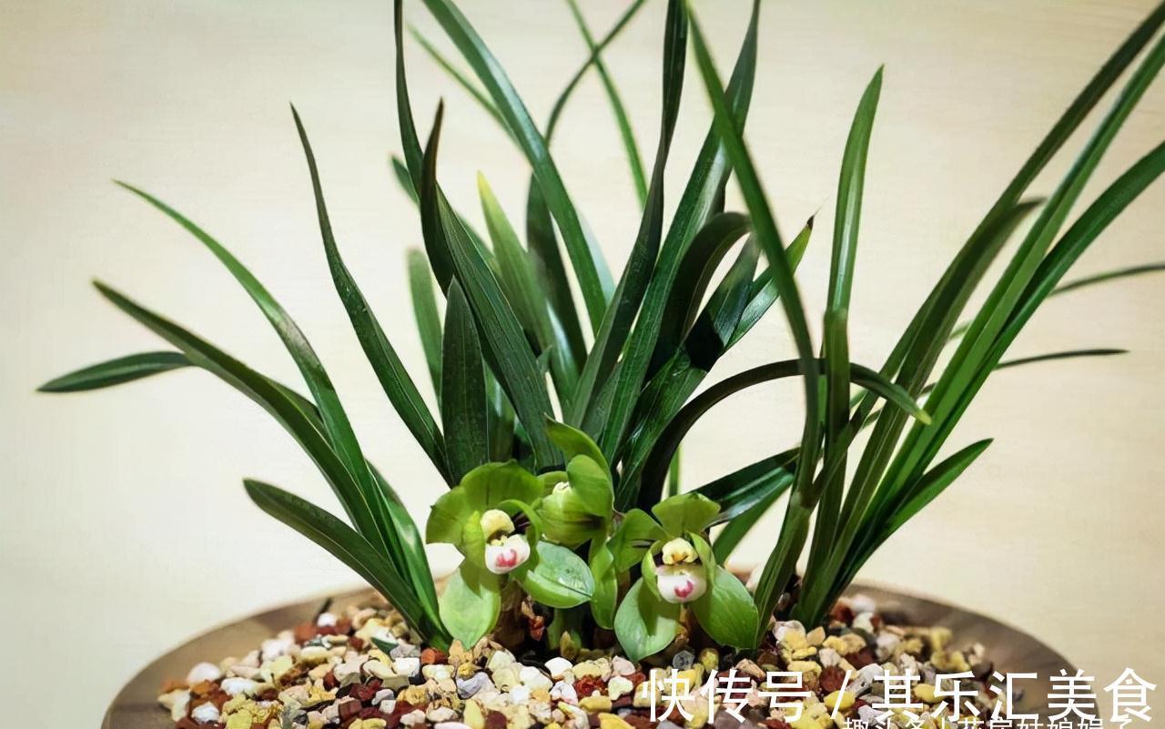 植料|兰花长期不开花,是环境和管理上“惹的祸”,自查3个方面并做好